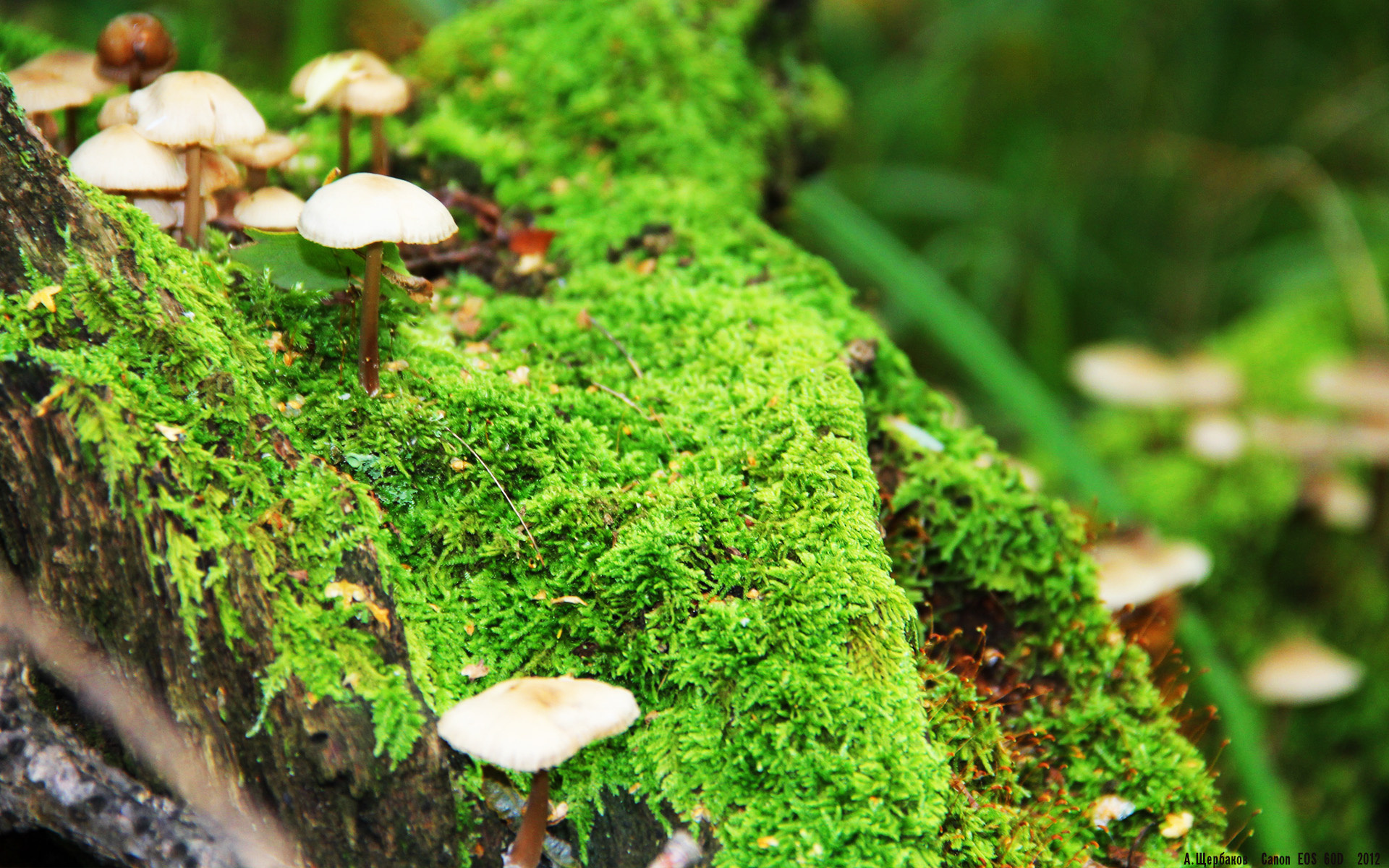 铁卫破局，红魔折戟—德里赫特用实力证明自己，瑞士粉碎摩洛哥黑马神话